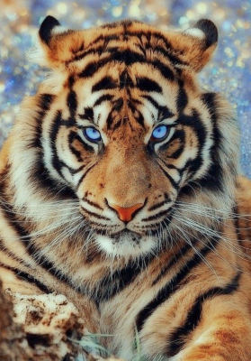 The blue-eyed tiger