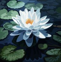 Water Lily