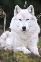 White wolf